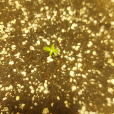 Cheese Automatic growlog photo: Sprayed with rhizotonic 