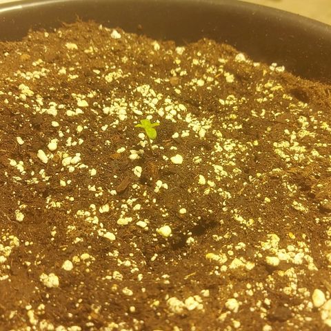 Cheese Automatic growlog photo: Spayed with rhizotonic 