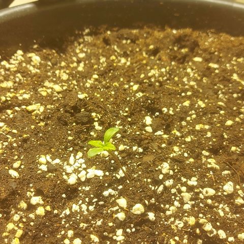 Cheese Automatic growlog photo: Spayed with rhizotonic 