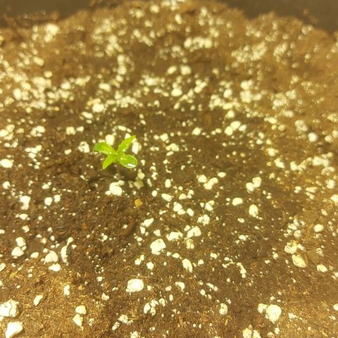 Cheese Automatic growlog photo: Spayed with rhizotonic 
