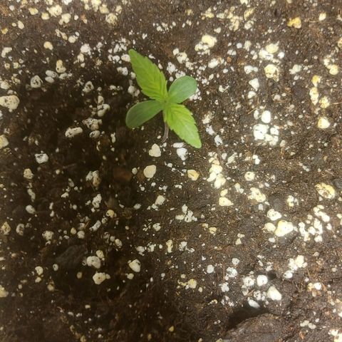 Cheese Automatic growlog photo: Sprayed with rheisitonic  and watered with 1 litre at 6.2