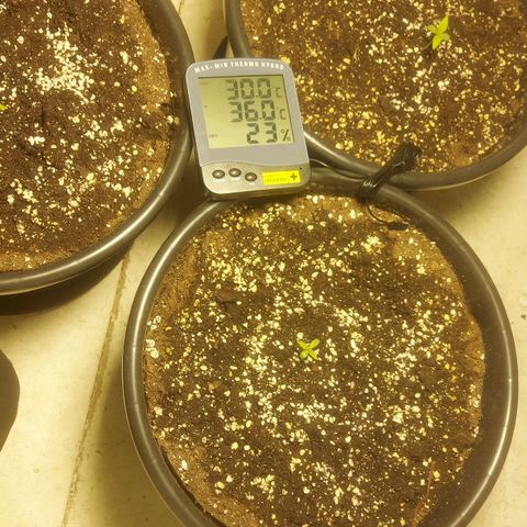 Cheese Automatic growlog photo: Sprayed with rheisitonic  and watered with 1 litre at 6.2