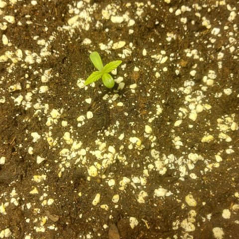 Cheese Automatic growlog photo: Sprayed with rheisitonic  and watered with 1 litre at 6.2