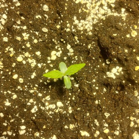Cheese Automatic growlog photo: Sprayed with rheisitonic  and watered with 1 litre at 6.2