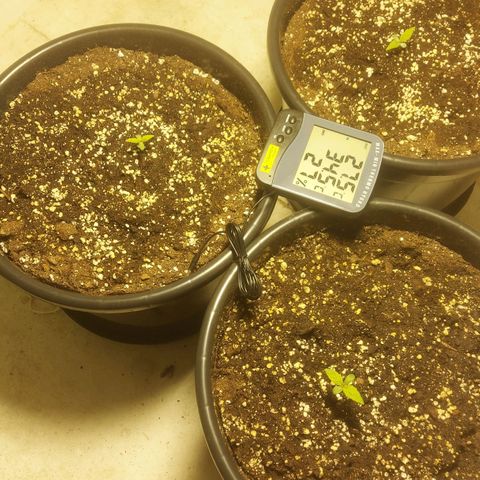 Cheese Automatic growlog photo: Spayes with rhizotonic 