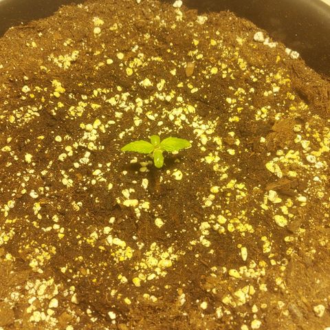 Cheese Automatic growlog timeline photo