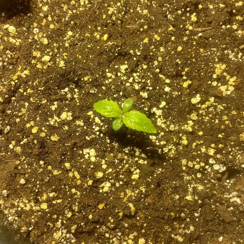 Cheese Automatic growlog timeline photo