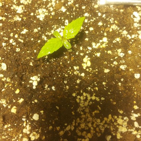 Cheese Automatic growlog timeline photo