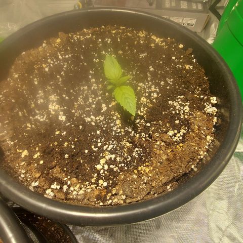 Cheese Automatic growlog timeline photo