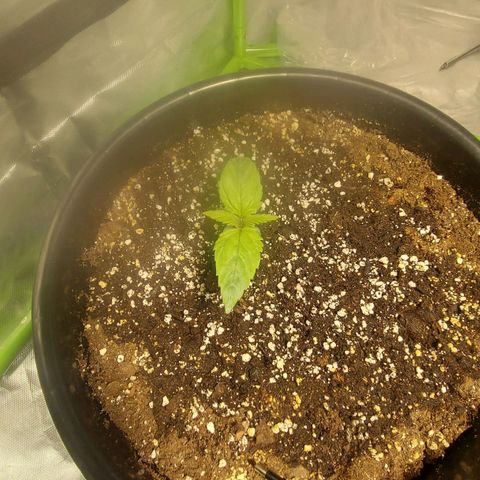 Cheese Automatic growlog timeline photo