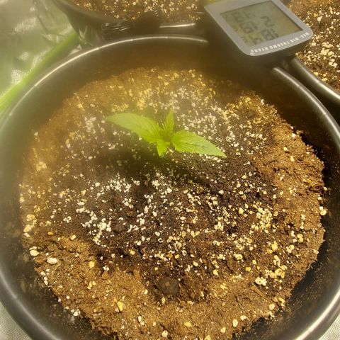 Cheese Automatic growlog timeline photo