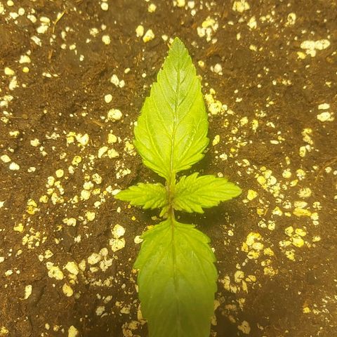 Cheese Automatic growlog timeline photo