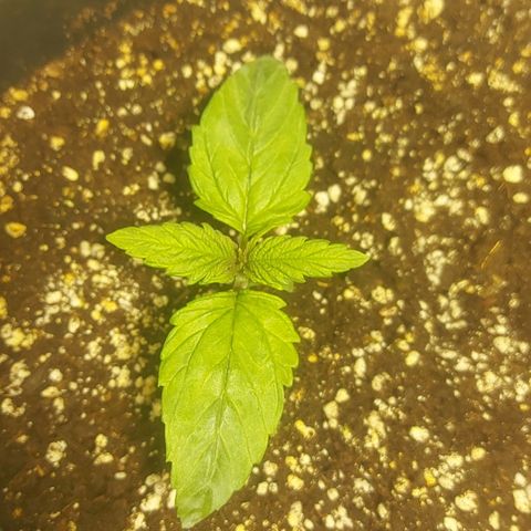 Cheese Automatic growlog timeline photo