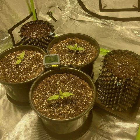 Cheese Automatic growlog timeline photo