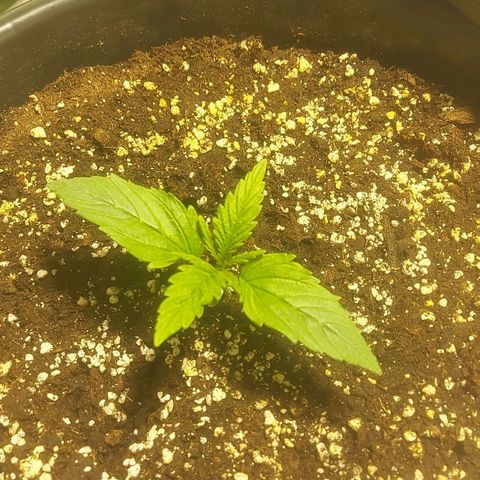 Cheese Automatic growlog timeline photo