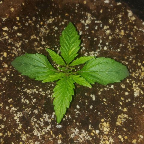 Cheese Automatic growlog timeline photo