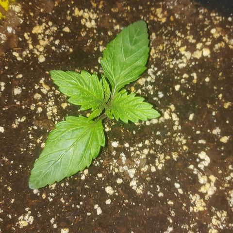 Cheese Automatic growlog timeline photo