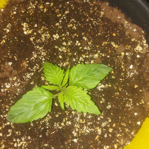 Cheese Automatic growlog timeline photo