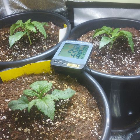 Cheese Automatic growlog timeline photo
