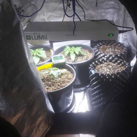 Cheese Automatic growlog timeline photo