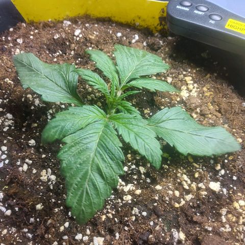 Cheese Automatic growlog timeline photo