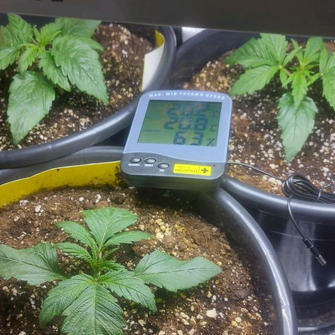 Cheese Automatic growlog timeline photo
