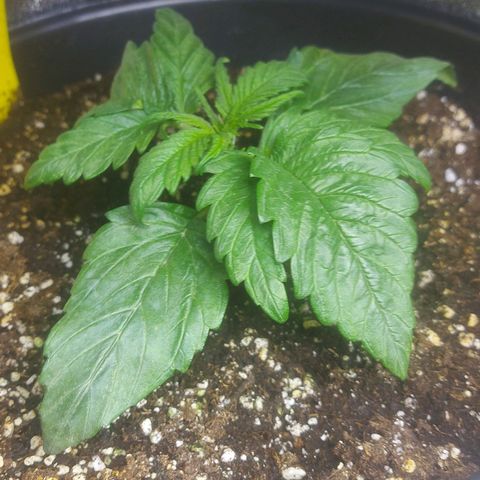 Cheese Automatic growlog timeline photo