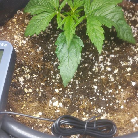 Cheese Automatic growlog timeline photo