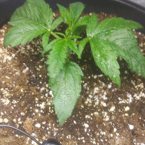 Cheese Automatic growlog timeline photo