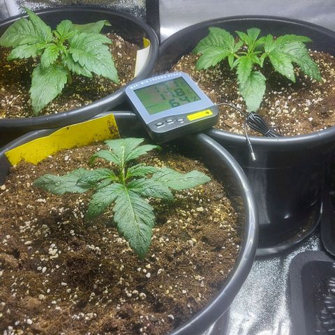 Cheese Automatic growlog timeline photo