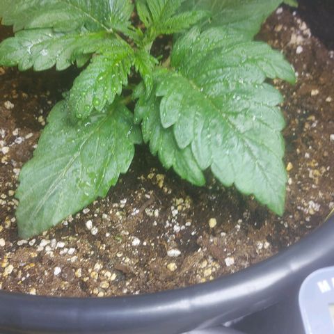 Cheese Automatic growlog timeline photo