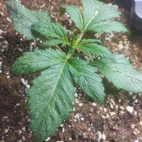 Cheese Automatic growlog timeline photo