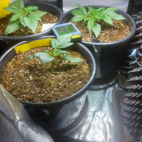 Cheese Automatic growlog timeline photo