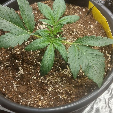 Cheese Automatic growlog timeline photo