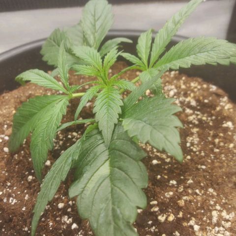 Cheese Automatic growlog timeline photo