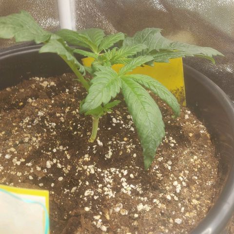 Cheese Automatic growlog timeline photo
