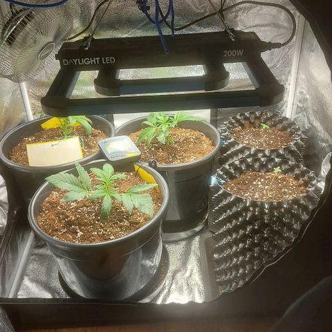 Cheese Automatic growlog timeline photo