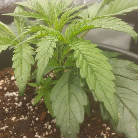 Cheese Automatic growlog photo: Topped  one and fimed another left one will top or fim eventually
