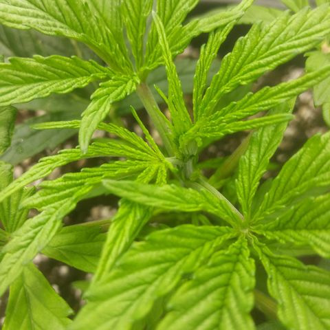 Cheese Automatic growlog photo: Topped  one and fimed another left one will top or fim eventually