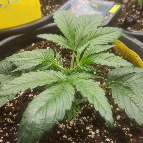 Cheese Automatic growlog photo: Topped  one and fimed another left one will top or fim eventually