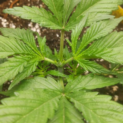 Cheese Automatic growlog photo: Topped  one and fimed another left one will top or fim eventually