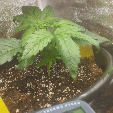 Cheese Automatic growlog photo: Topped  one and fimed another left one will top or fim eventually