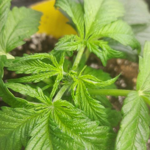Cheese Automatic growlog photo: Topped  one and fimed another left one will top or fim eventually