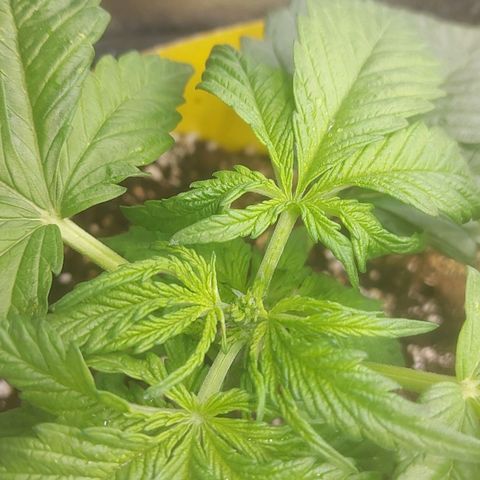Cheese Automatic growlog photo: Topped  one and fimed another left one will top or fim eventually