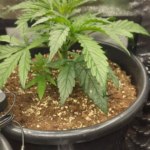 Cheese Automatic growlog timeline photo