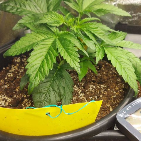 Cheese Automatic growlog timeline photo