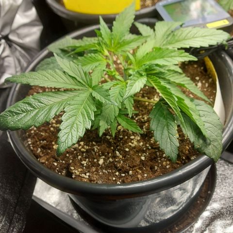 Cheese Automatic growlog timeline photo