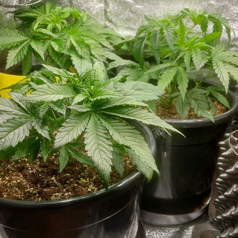 Cheese Automatic growlog timeline photo