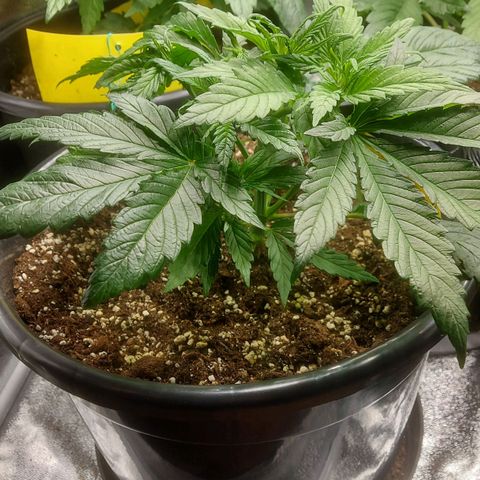 Cheese Automatic growlog timeline photo