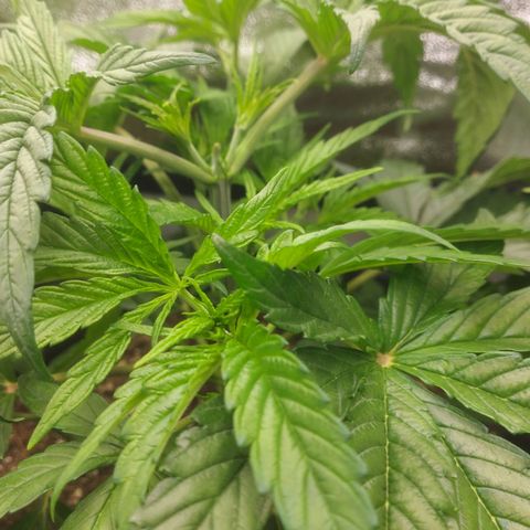 Cheese Automatic growlog timeline photo